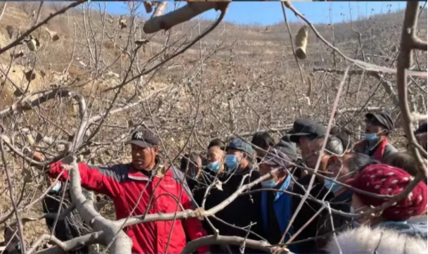 bw必威西汉姆联官方网站在静宁帮扶村开展冬季果园管理培训(图5) bw必威西汉姆联官方网站在静宁帮扶村开展冬季果园管理培训(图5)